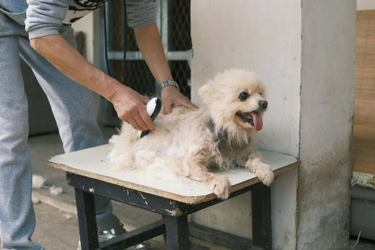 Een man gebruikt een zwart-witte draadloze tondeuse en laat zien hoe je een tondeuse gebruikt bij zijn hond