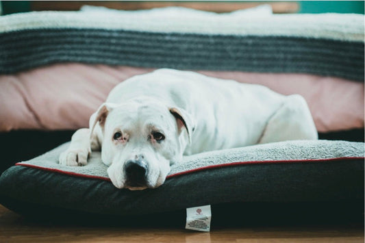 Een grote hond die ontspant op de beste hondenmand voor grote honden.