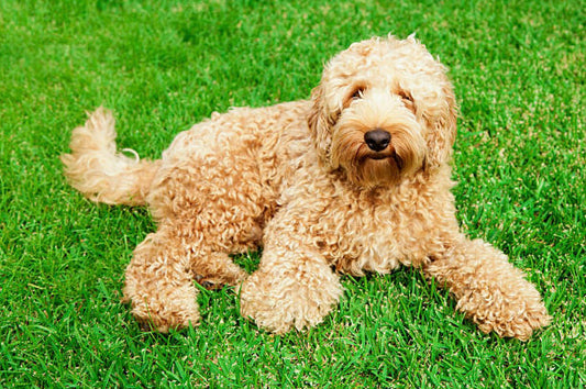 Complete Gids voor Labradoodle Knippen: Professionele Tips voor Optimale Vachtonderhoud