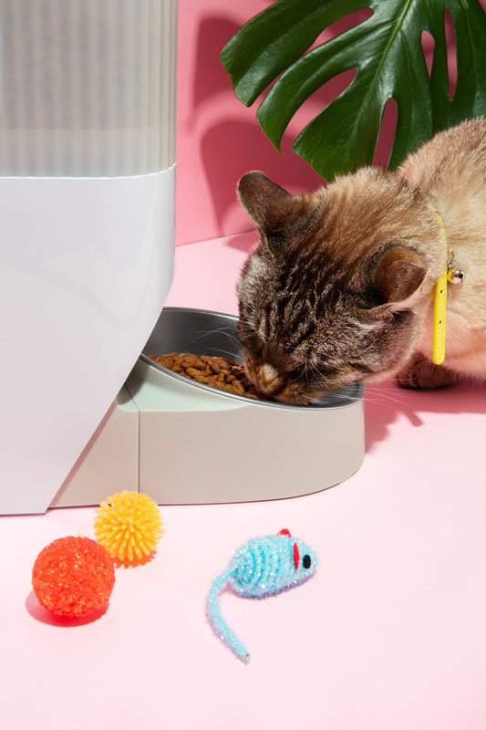 Kat gebruikt slimme voerautomaat met kattenspeelgoed ernaast.