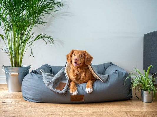 Creëer een comfortabele plek in je woonkamer met een stijlvolle orthopedische hondenmand.