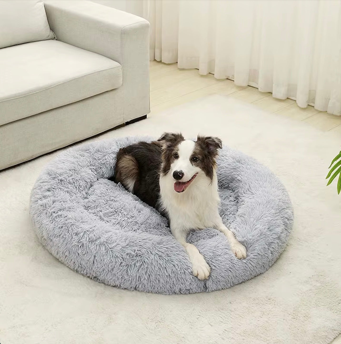 Ontspannen hond liggend in een grijze, fluffy donutmand in een lichte, sfeervolle woonkamer met zachte, lichte stoffering. Warme en vrolijke sfeer.