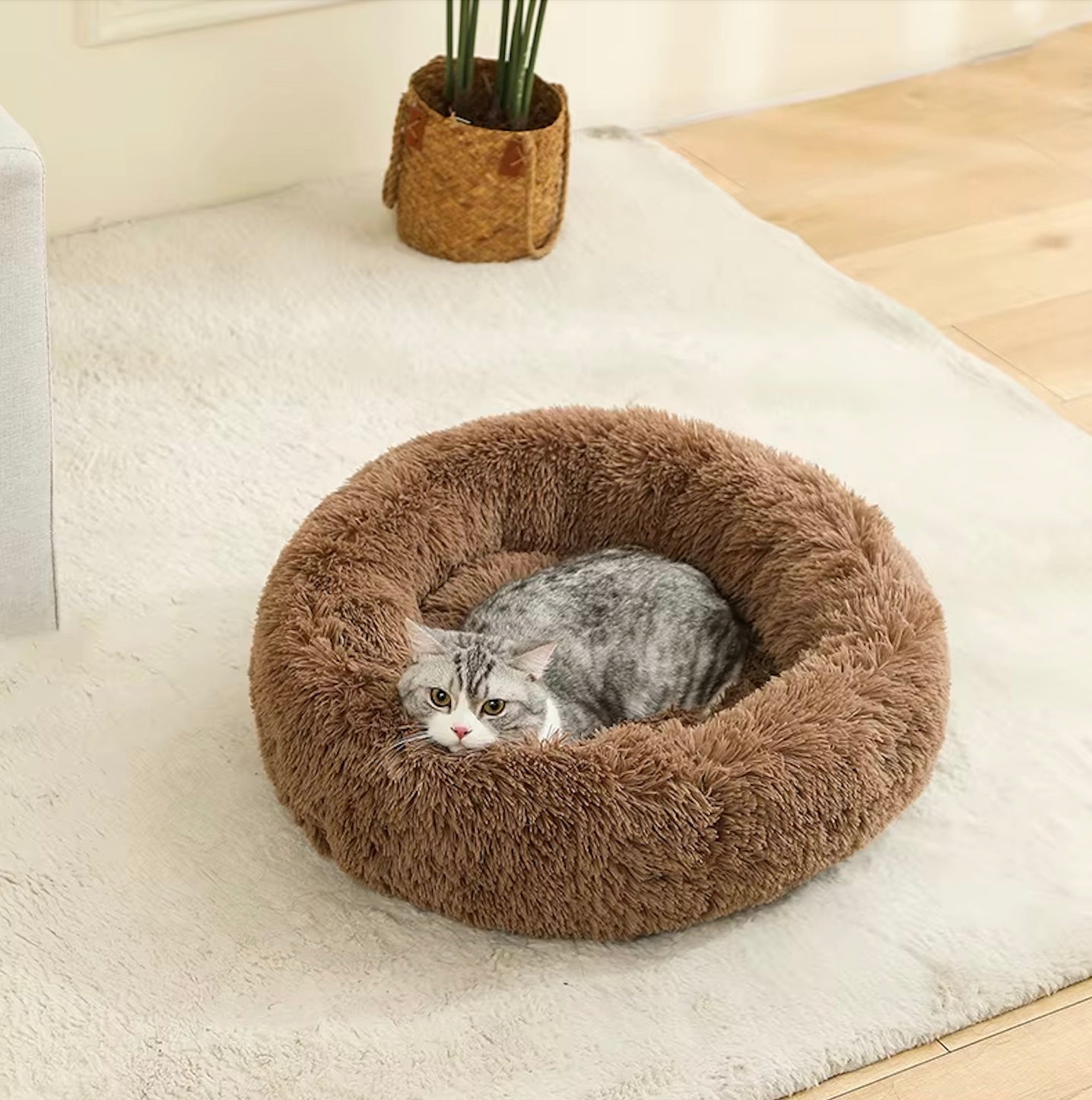 Grijze kat die ontspant in een bruine pluche donutmand op een wit tapijt, met een groene plant op de achtergrond in een lichte woonkamer.