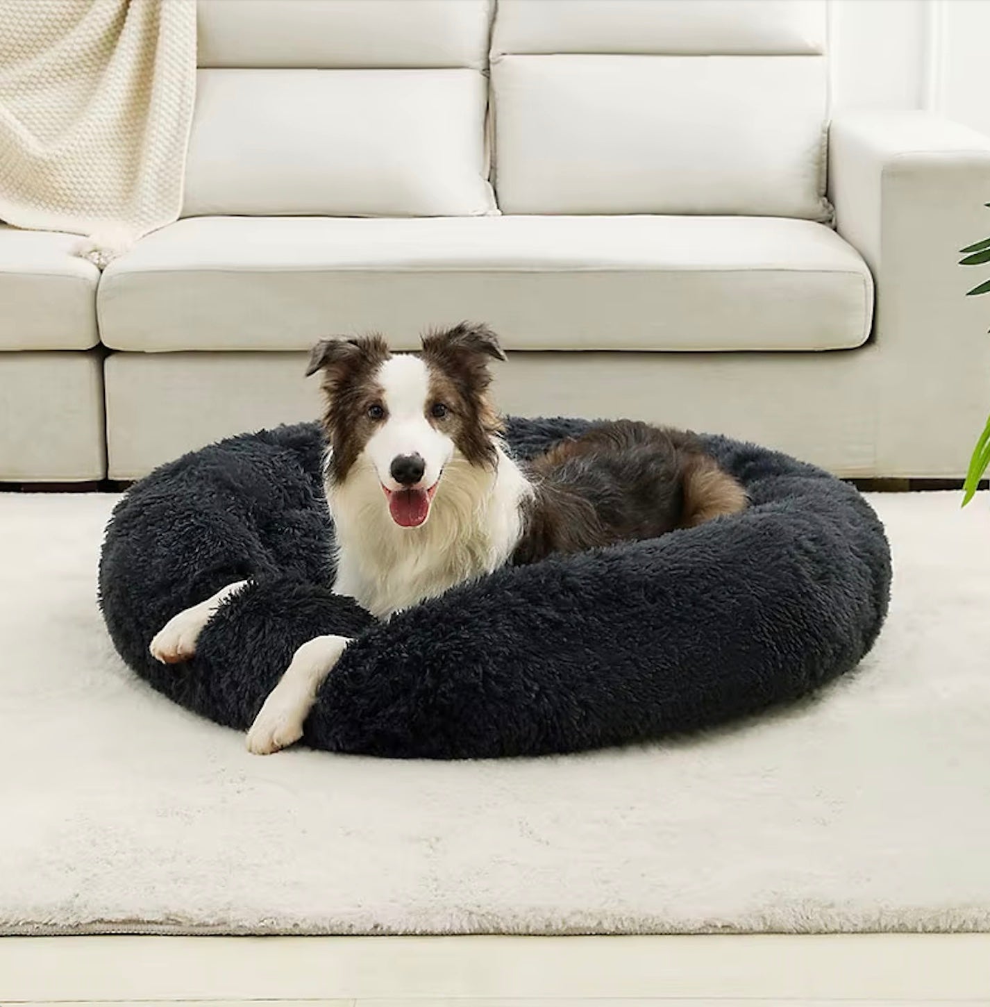 Hond die ontspannen in een zwarte pluche donutmand ligt op een wit tapijt, kijkt recht in de cameralens, met een witte bank op de achtergrond en een groene plant aan de zijkant.