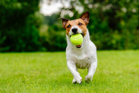 Hoe stimuleer je spelgedrag bij honden? Tips voor meer spelplezier