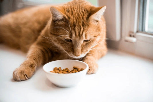 Gezonde voeding voor katten: wat heeft je kat écht nodig