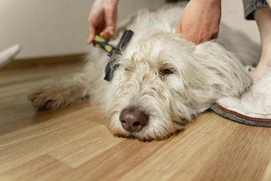 Vrouw gebruikt een hondenborstel om een Labradoodle te knippen