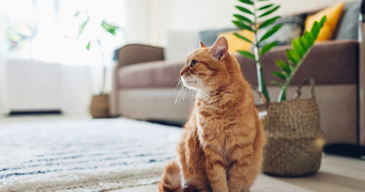 Wat de Staart van je Kat Je Vertelt: Complete Gids voor Kattenlichaamstaal