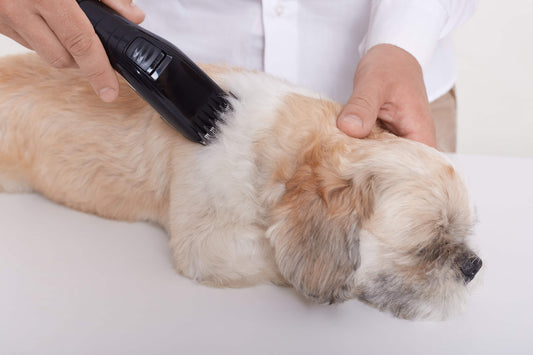 Man toont de zwarte draadloze tondeuse met rustige hond