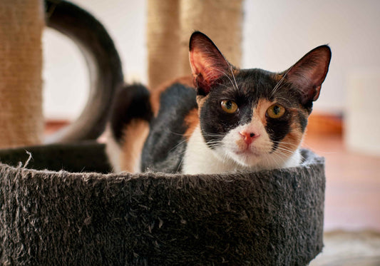 Een driekleurige kat die in het zwarte ronde bed van haar krabpaal staat