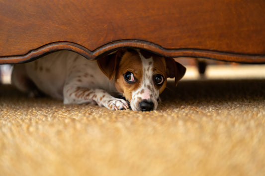 Een hond die zich onder het bed verstopt, vertoont een duidelijk stresssignaal.