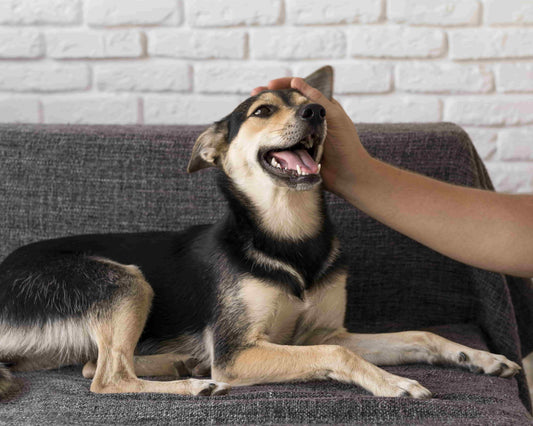 Een hond die op de bank zit en geaaid wordt door zijn baasje.