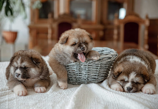 Drie schattige bruin-witte puppy’s die op een bed liggen, met één puppy in een mandje die aan het gapen is