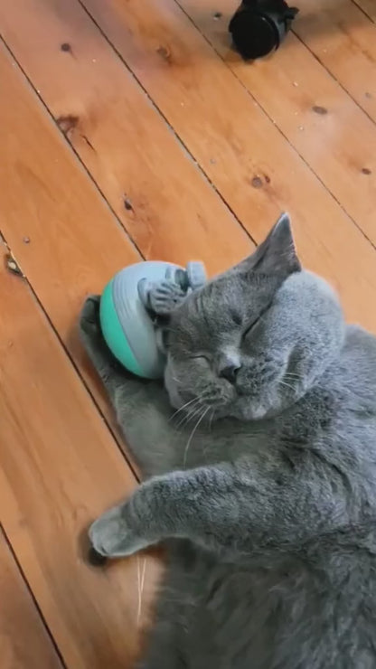 Kattenmassage Pro – Voor Ultieme Ontspanning